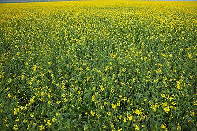 《边境猎人》EA版本15号发售，金发御姐骑士与黑发少女枪手的冒险故事