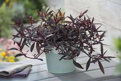 模拟经营游戏《农夫王朝2》Steam页面上线 支持简体中文